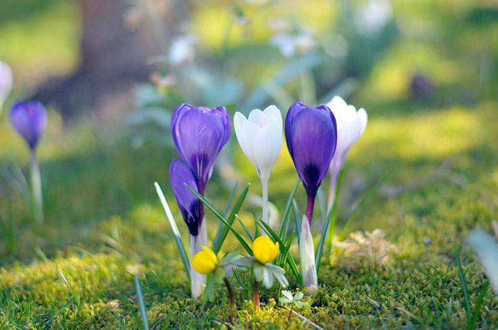 Green Shoots: Sign of spring on flickr group