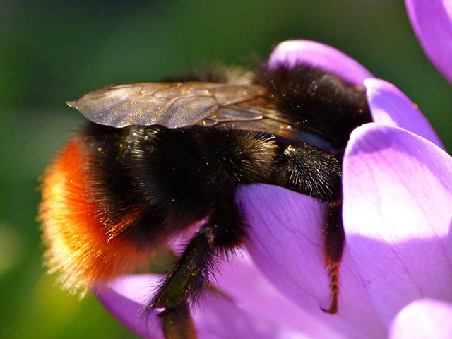 Green Shoots: Sign of spring on flickr group