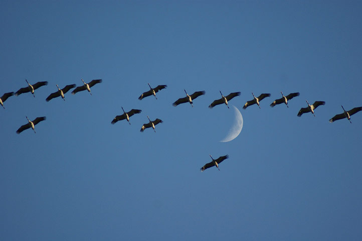 Green Shoots: Sign of spring on flickr group