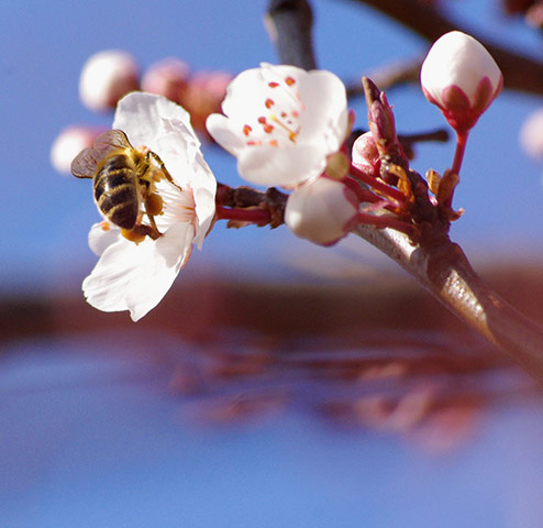 Green Shoots: Sign of spring on flickr group