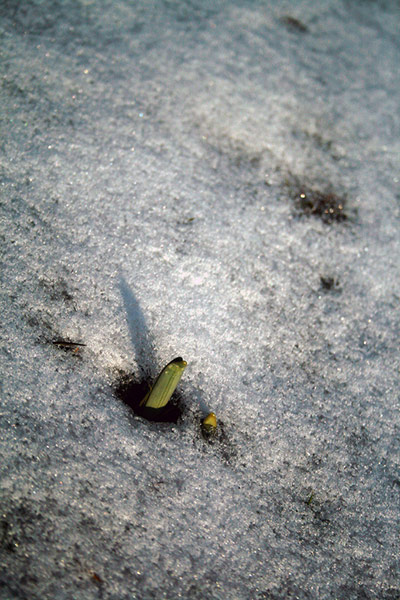 Green Shoots: Sign of spring on flickr group