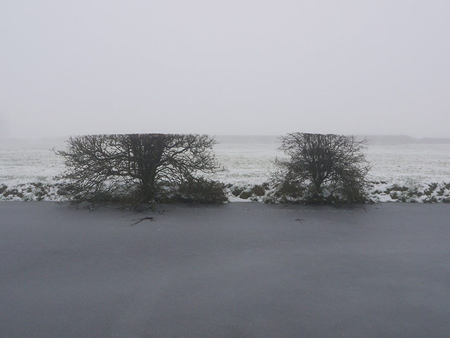 Green Shoots: Sign of spring on flickr group