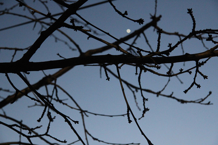 Green Shoots: Sign of spring on flickr group