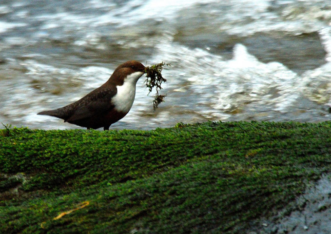 Green Shoots: Sign of spring on flickr group