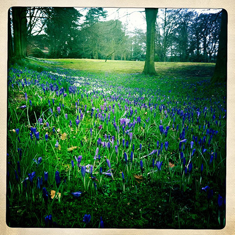 Green Shoots: Sign of spring on flickr group