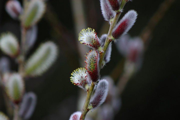 Green Shoots: New Sign of spring on flickr group