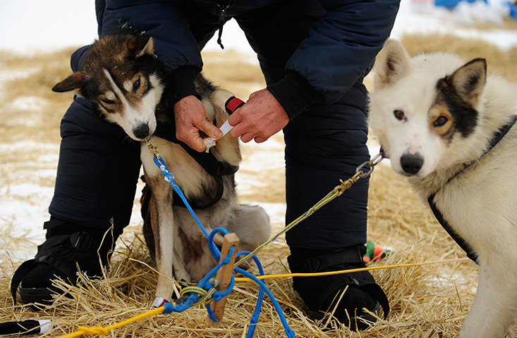  Iditarod Sled Dog Race: Dan Seavey puts booties on one of his dogs at the Skwentna checkpoint