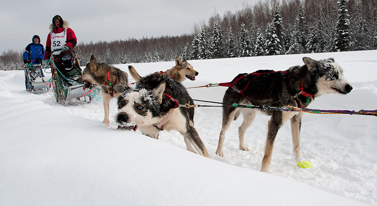  Iditarod Sled Dog Race: A dog grabs a quick snow snack as the team wait for a slower musher