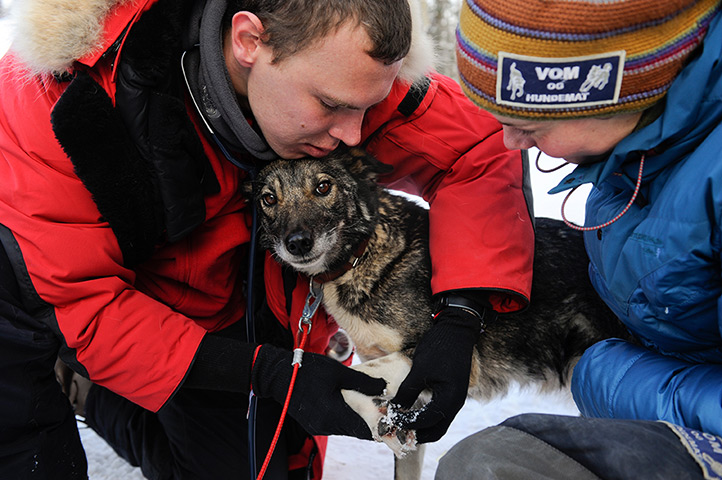  Iditarod Sled Dog Race: A veterinarian checks out Claire, a member of Sigrid Ekran's team