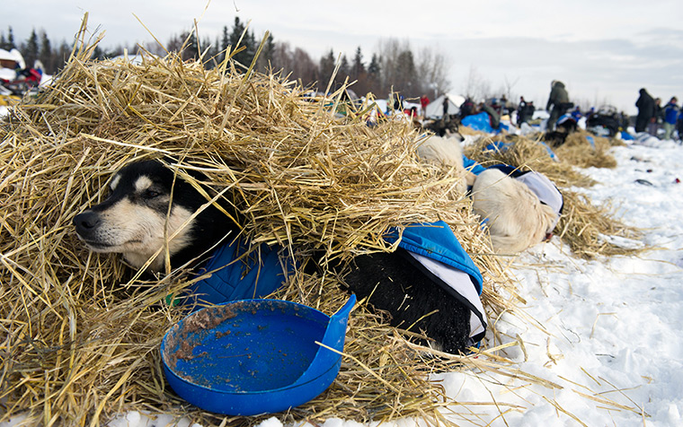  Iditarod Sled Dog Race: Toby, a leader dog, rests in the straw during the race, in Nikolai