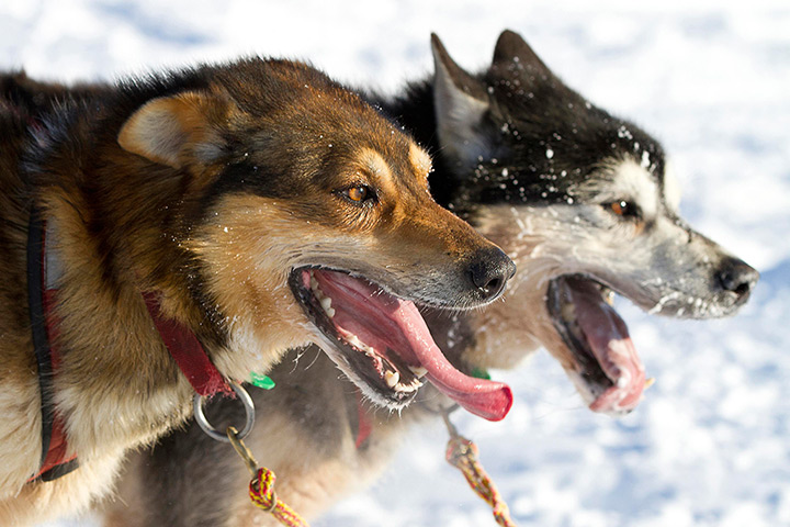  Iditarod Sled Dog Race: Sled dogs look on before hitting the trail in Willow