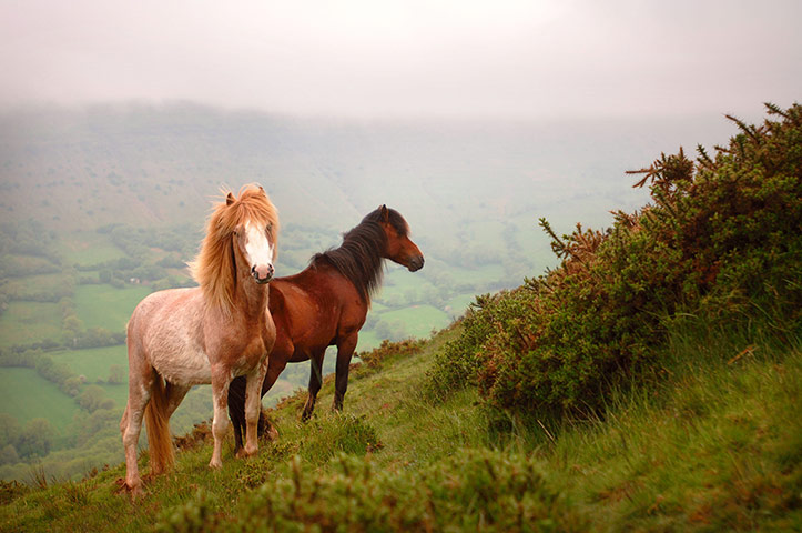 Panoramic Outlook: Pair Horses