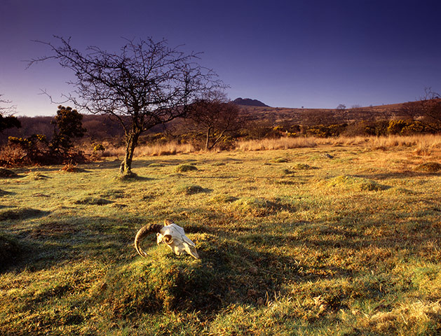 Panoramic Outlook: Sheep skull on Dartmoor Devon UK