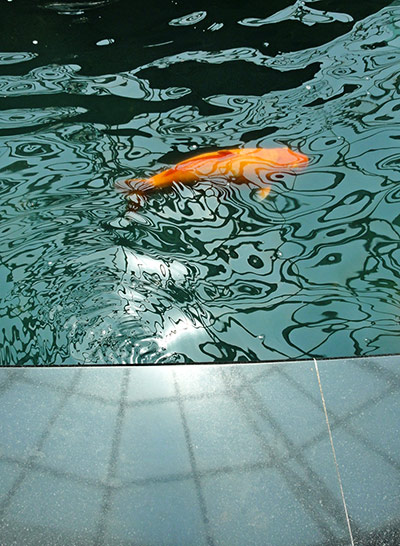 In pictures: bend: fish