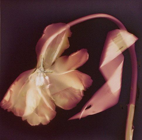 In pictures: bend: tulip photogram