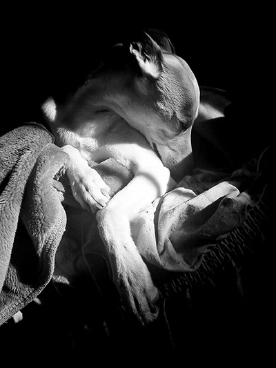 In pictures: bend: Whippet