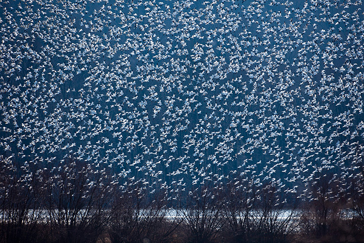 24 hours in pictures: snow geese migrate north across north america