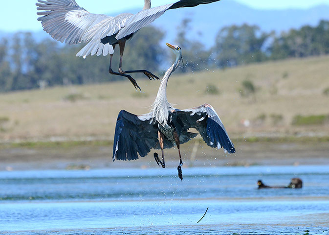 Week in wildlife: Birds fight for fishing spots, Elkhorn Slough, Moss Landing, California