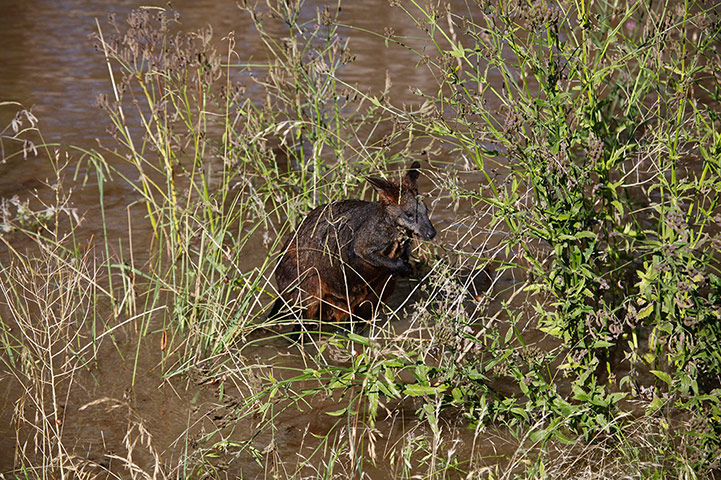 Week in wildlife: New South Wales floods