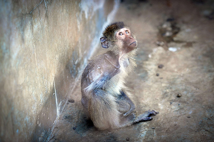 Week in wildlife: long-tailed macaque 