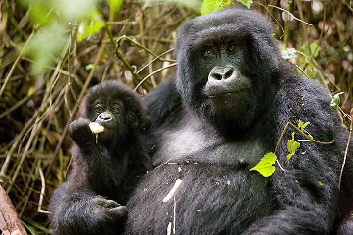 Week in wildlife: young mountain gorilla