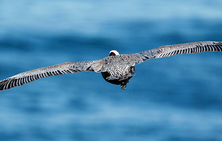 Week in wildlife: A fishing line hangs from the foot of a brown pelican