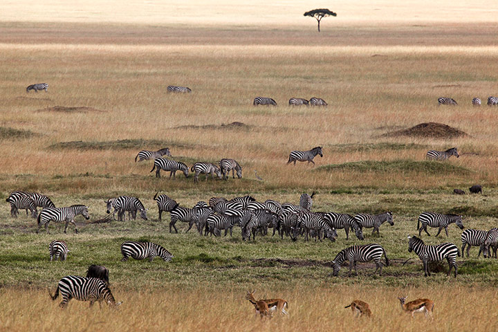 Week in wildlife: Wildlife in Kenya