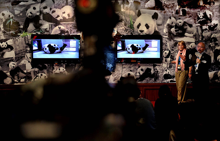 Week in wildlife: China-hong Kong-ocean Park-giant Panda 