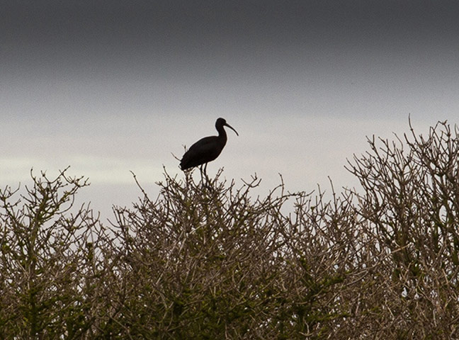 Week in wildlife: Green shoots