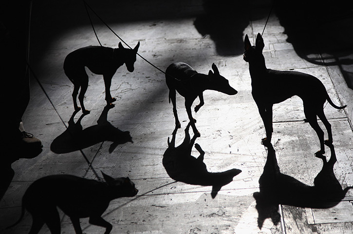 24 hours in pictures: Birmingham, UK: English toy terriers during Crufts