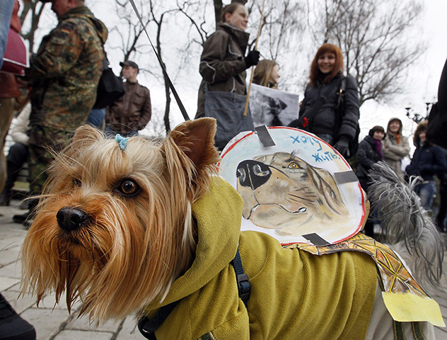 24 hours: Kiev, Ukraine: A little dog carries a placard reading 'I want to live' 