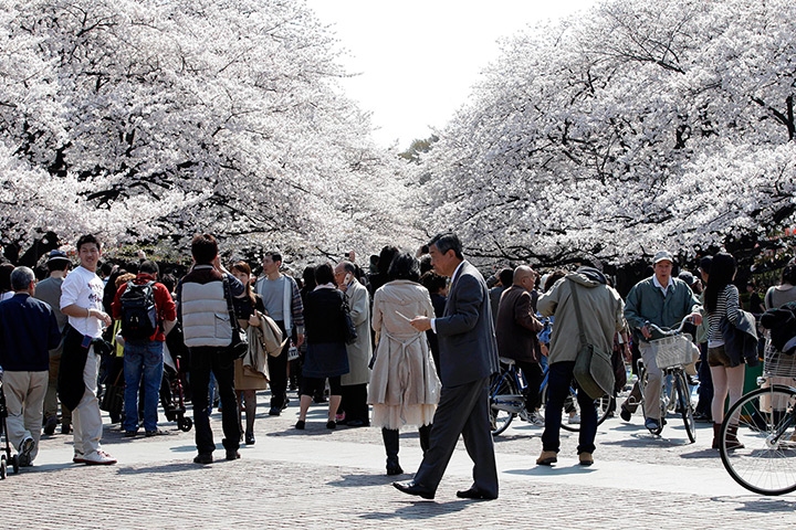24 hours in pictures: People walk under cherry blossoms at a park in Tokyo