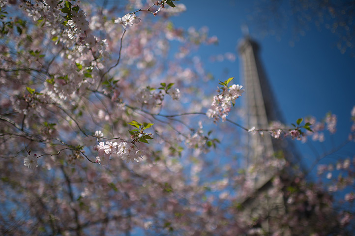 Cherry blossom season: Cherry trees at the Eiffel Tower in Paris