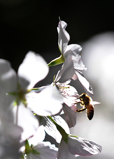 Cherry blossom season: A bee feeds on the pollen in downtown Los Angeles