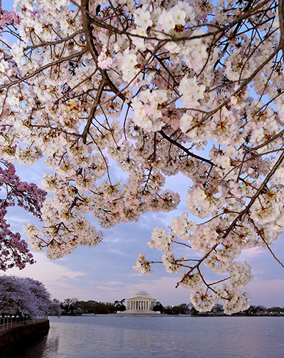 Cherry blossom season: The Jefferson Memorial in Washington DC, as a backdrop to Cherry blossoms 