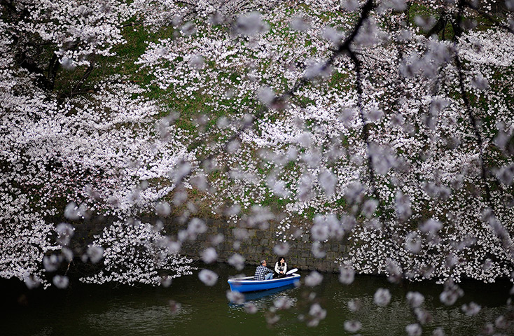 Cherry blossom season: A couple in a boat passes beneath cherry blossom trees 