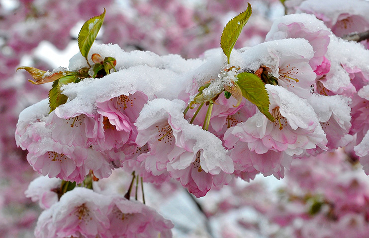 Cherry blossom season: Snow covers cherry blossoms in the Munich Olympic stadium park, Germany