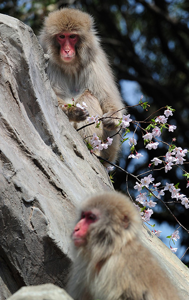 Cherry blossom season: A Japanese macaque eats cherry blossom at Tokyo's Ueno zoo