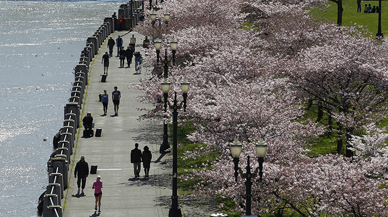 Cherry blossom season: People walk along Tom McCall Waterfront Park as cherry trees blossom