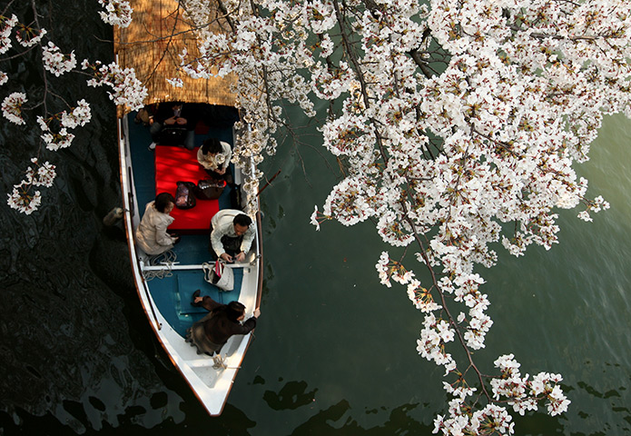 Cherry blossom season: People row a boat under cherry blossoms at Sakuranomiya Park in Osaka