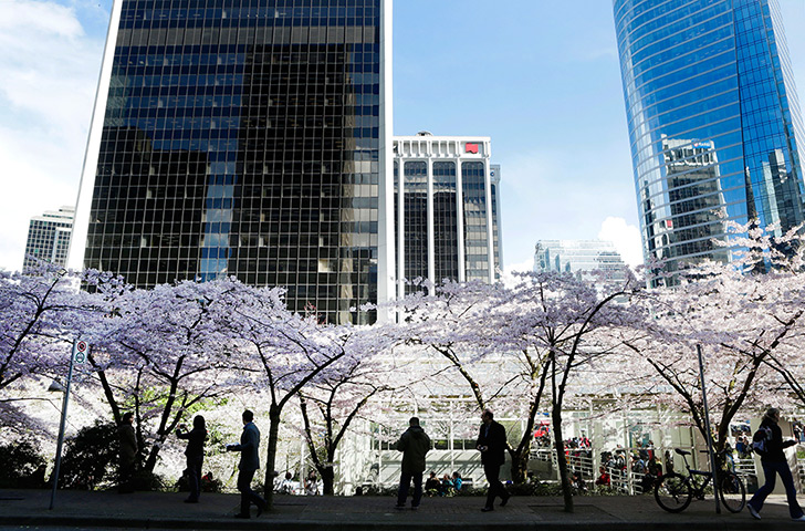 Cherry blossom season: Citizens look at cherry blossoms in Vancouver, Canada