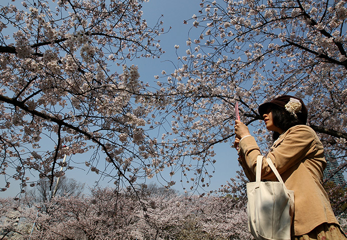 Cherry blossom season: A woman takes a photograph of cherry blossom blooming in Sakuranomiya Park