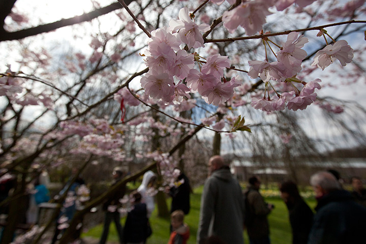 Cherry blossom season: Droves of tourists pass blossoming cherry trees at Keukenhof exhibition