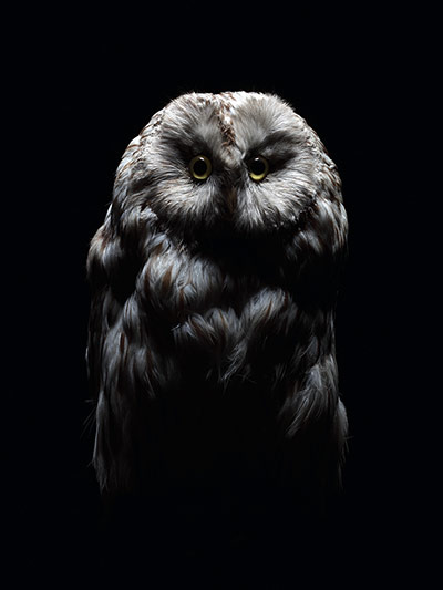 Big Picture: Big Picture: owl