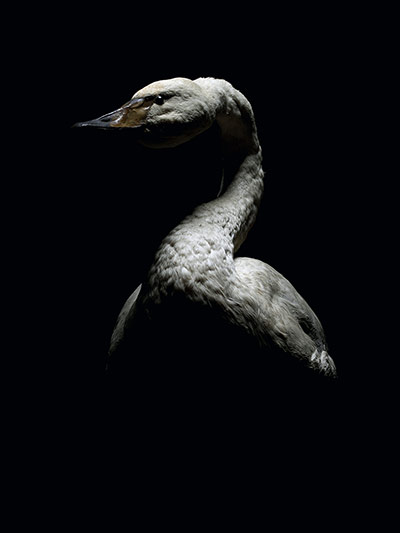 Big Picture: Big Picture: goose