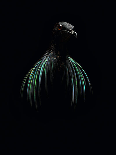 Big Picture: Big Picture: a nicobar bird