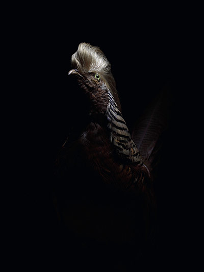 Big Picture: Big Picture: a golden pheasant