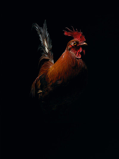 Big Picture: Big Picture: a cockere;