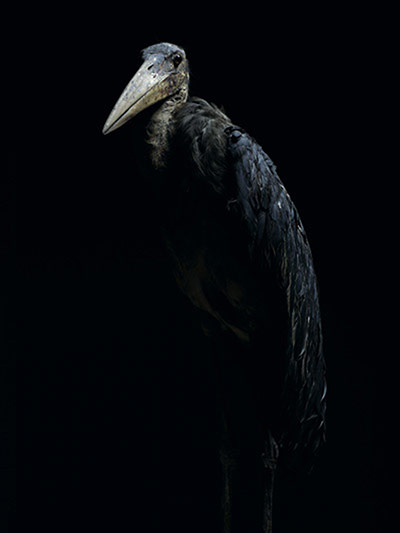 Big Picture: Big Picture: a marabou