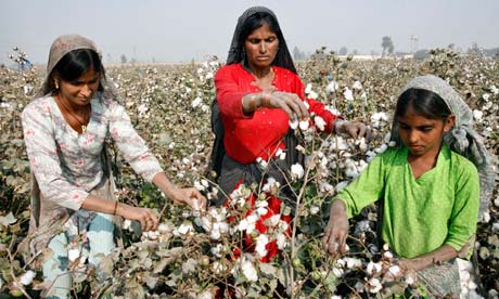 Women work in a cotton field near the city of Multan